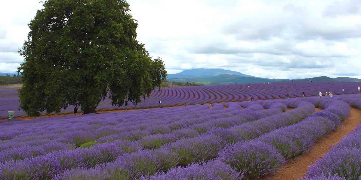 Bridestowe Lavender Estate
